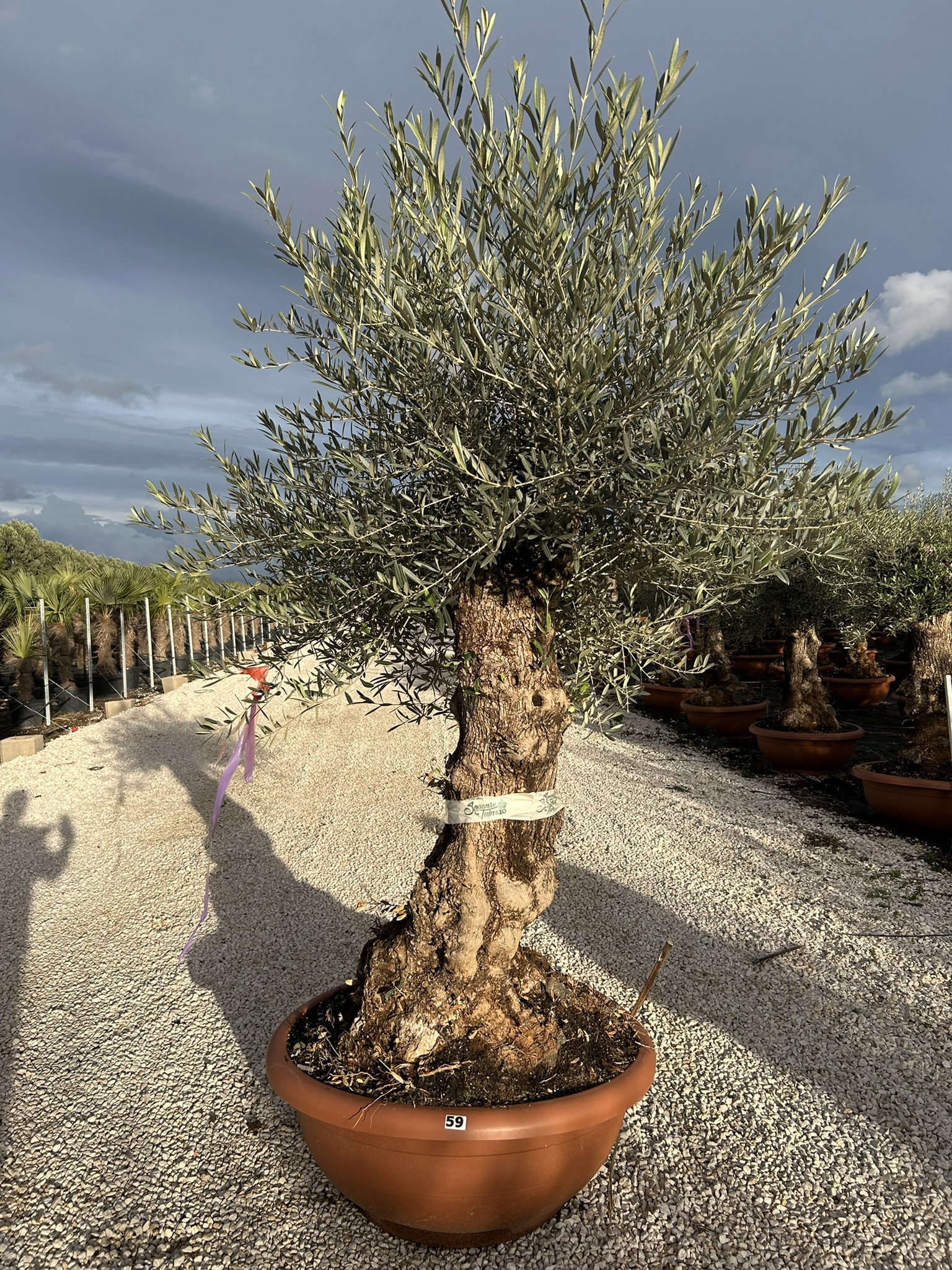 Olea europaea
